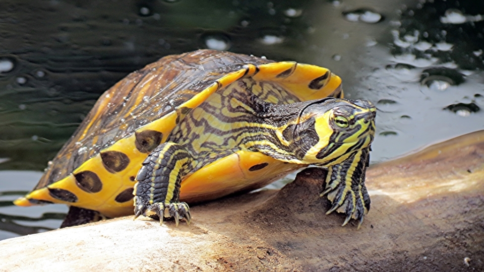 Gelbwangen-Schmuckschildkröte