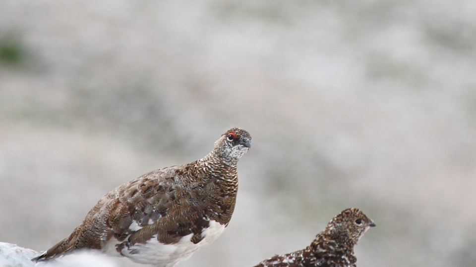 Alpenschneehuhn