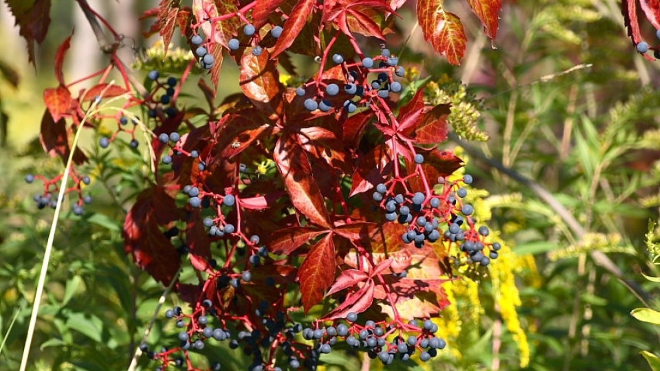 Virginia Creeper