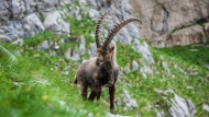 Alpine ibex