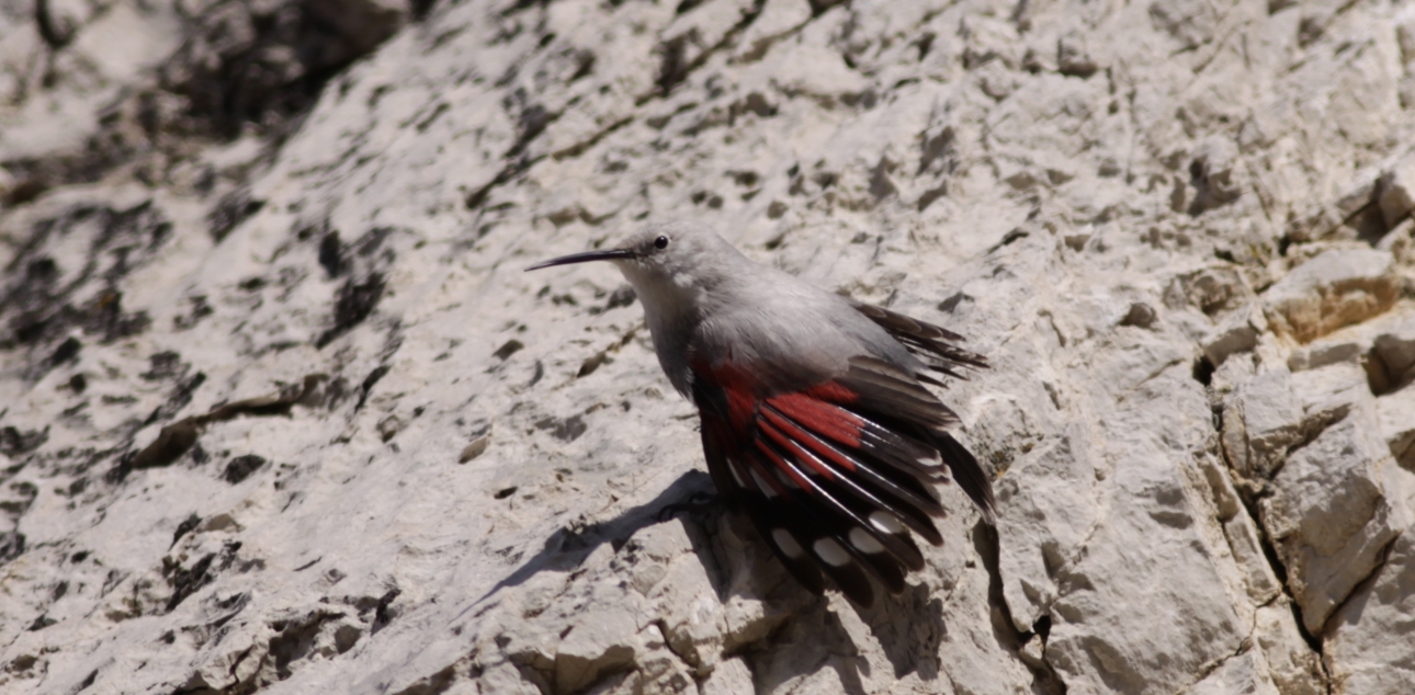 Skalni plezalček (Tichodroma muraria)