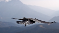 Alpine chough