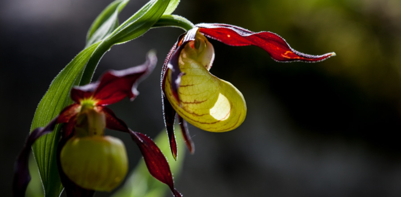 Lepi čeveljc (Cypripedium calceolus)