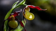 Lepi čeveljc (Cypripedium calceolus)