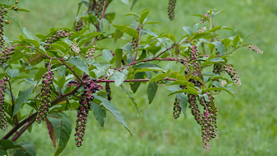  Pokeweed