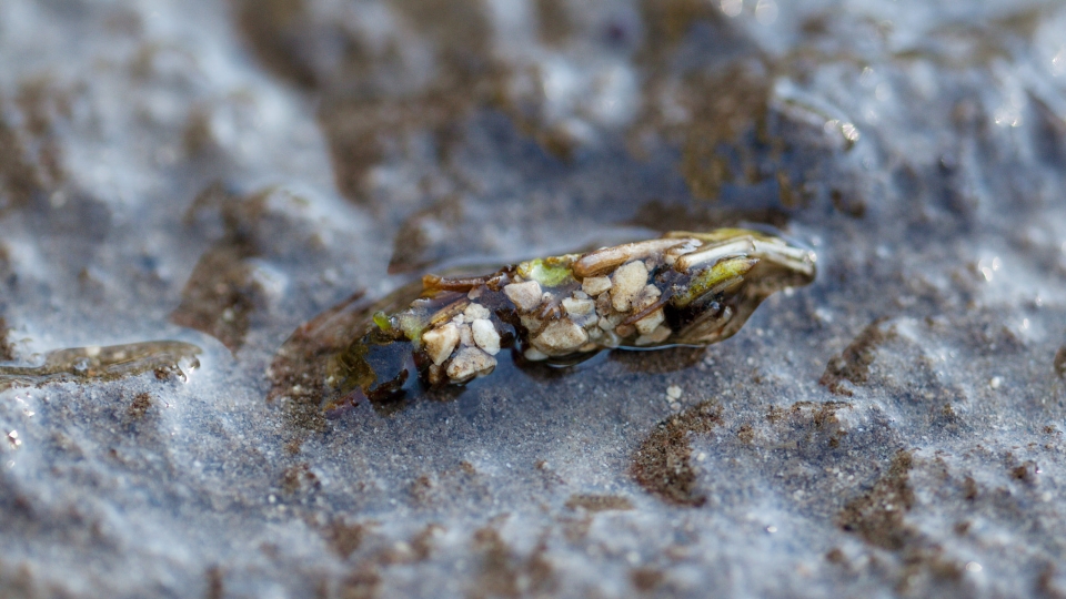 Caddisfly