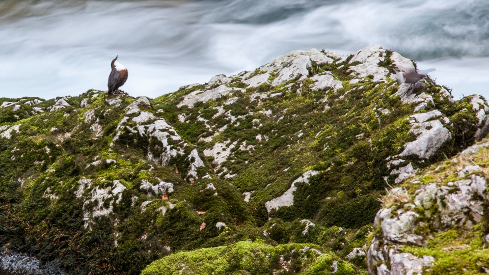 White-throated dipper