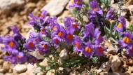 Alpine toadflax