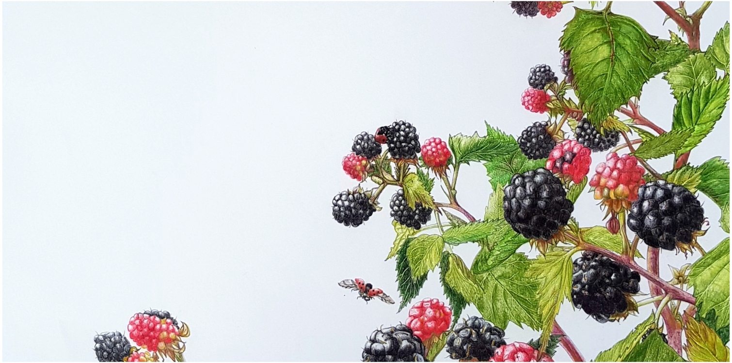 Caroline Ann Yvonne Bernik: From Nature to Art: An Exhibition of Botanical Illustrations