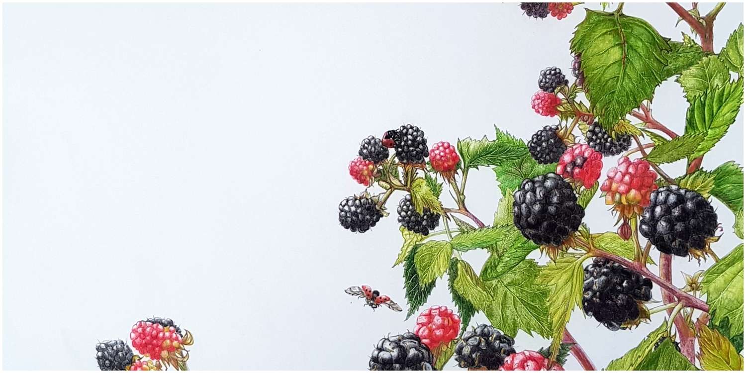 Caroline Ann Yvonne Bernik: From Nature to Art: An Exhibition of Botanical Illustrations