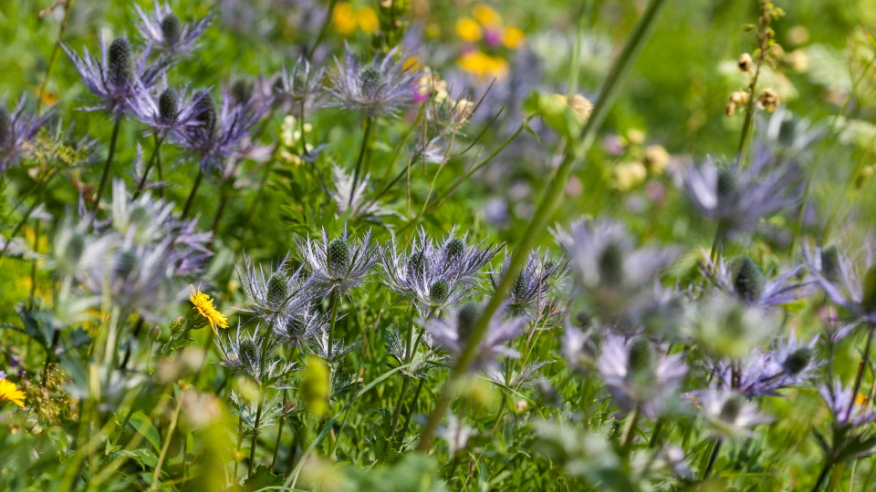 Alpine eryngo