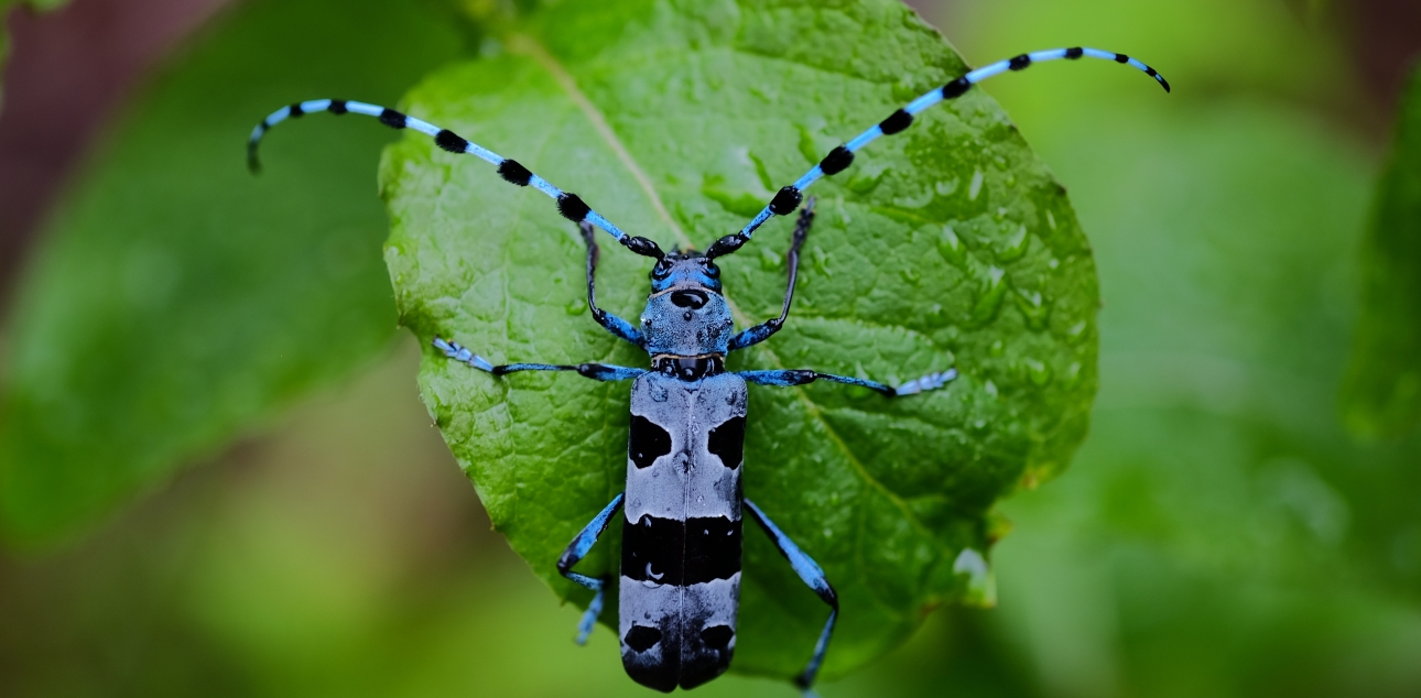 Alpski kozliček (Rosalia alpina)