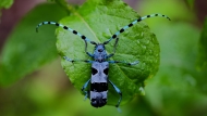 Alpski kozliček (Rosalia alpina)