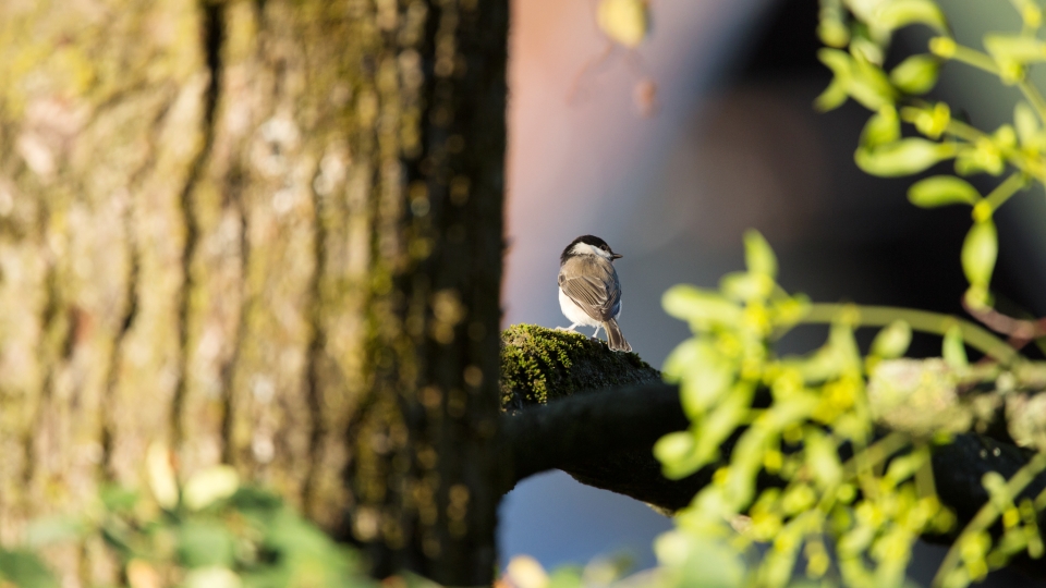 Willow tit