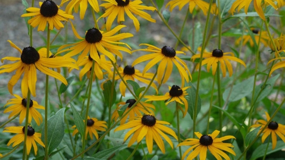 Schwarzäugige Rudbeckie