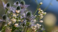 Alpine eryngo