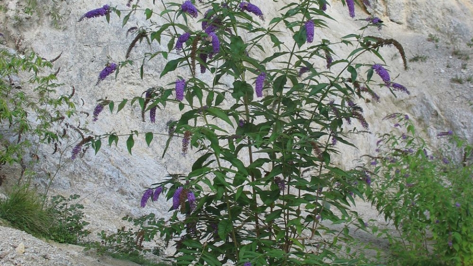 Butterfly Bush