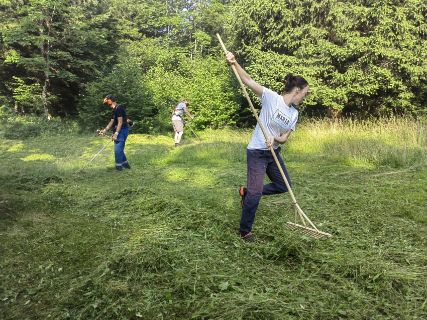 Košnja in zagotavljanje zelenega mulča (projekt LIFE FOR SEEDS)