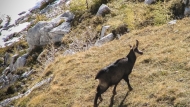 Chamois