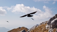 Alpine chough