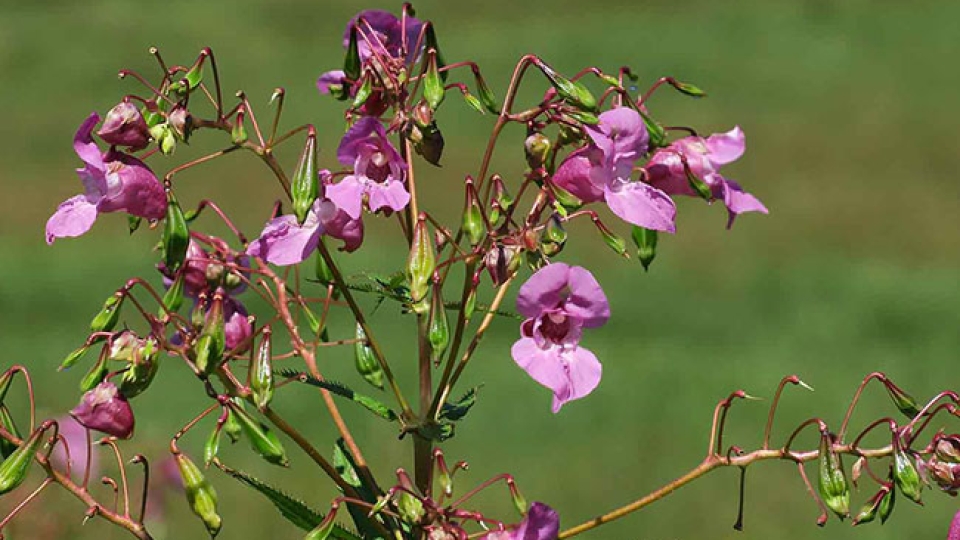 Himalayan Balsam