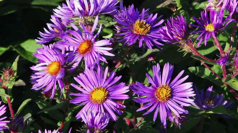 New England Aster