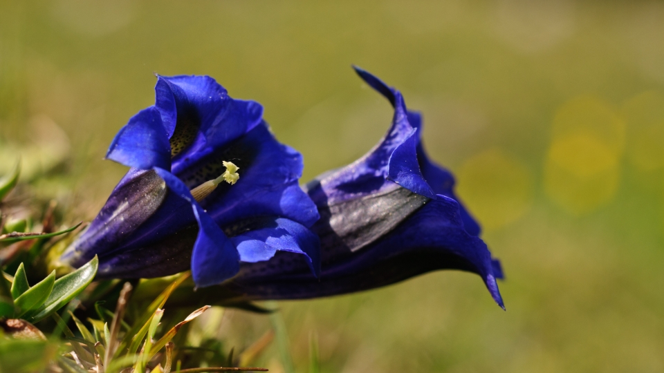 Clusius' gentian 