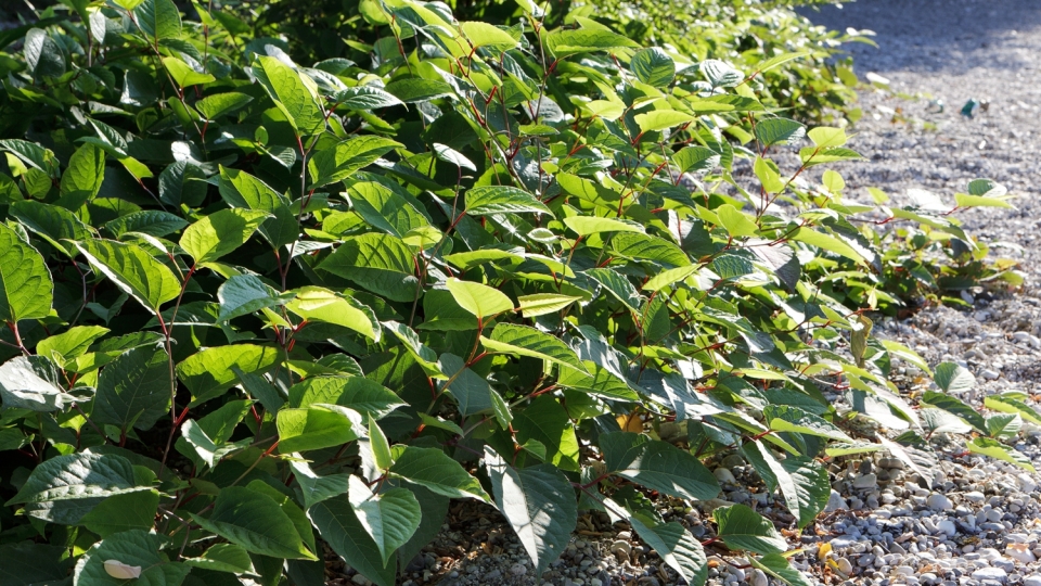 Japanese Knotweed