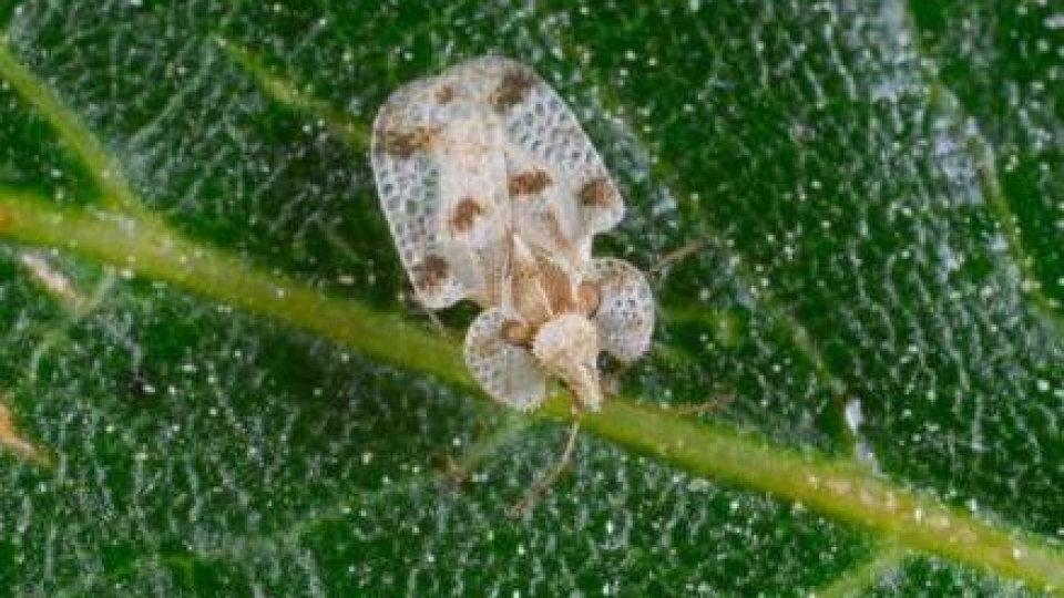 Oak lace bug