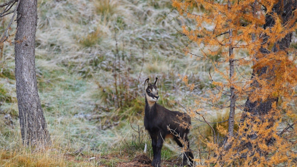 Chamois