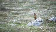 Alpine marmot