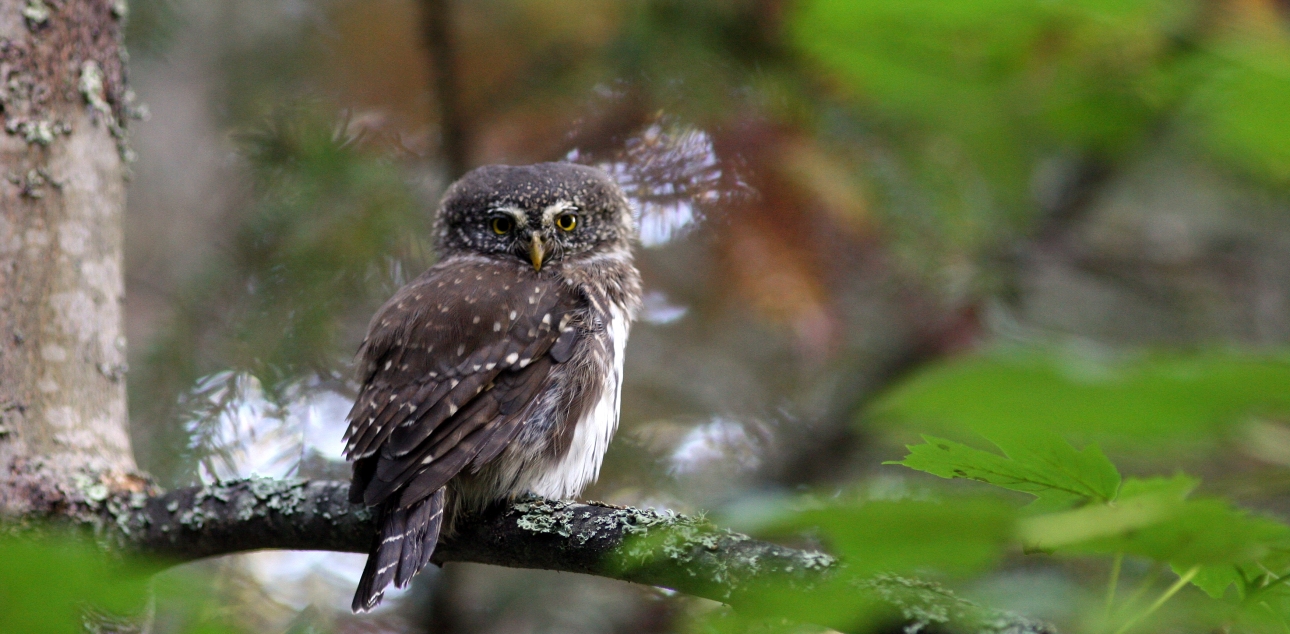 Mali skovik (Glaucidium passerinum)