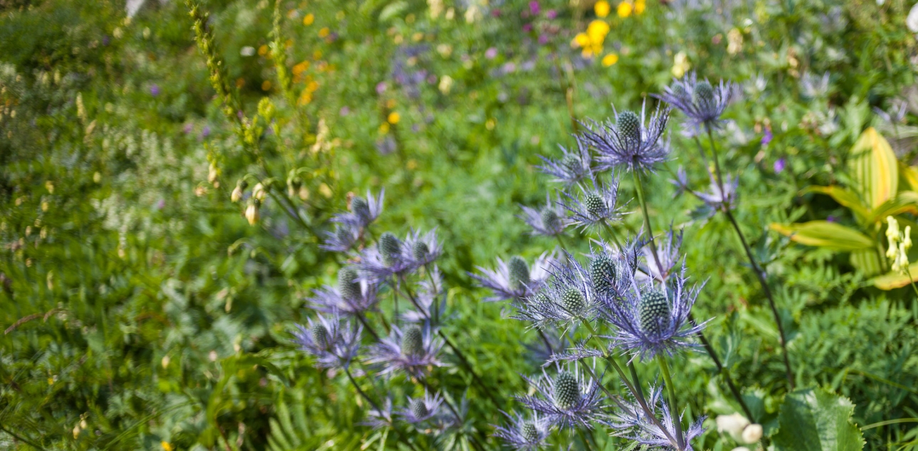 Alpska možina (Eryngium alpinum)