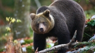 Brown bear