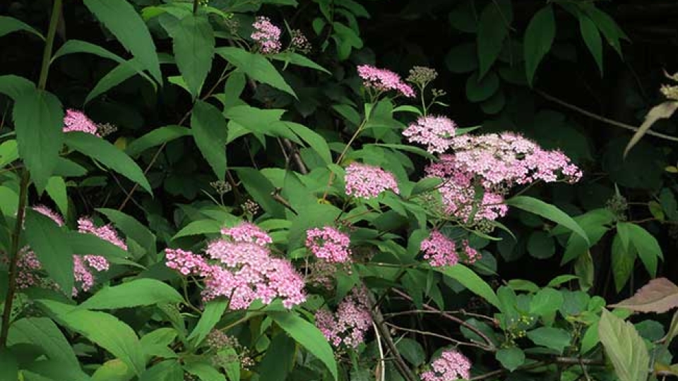 Japanese Spirea