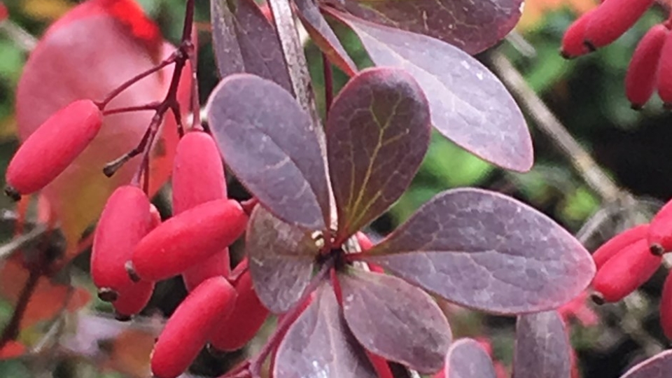 Japanese barberry