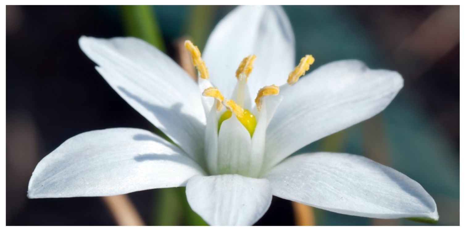 Bachovi cvetni plesi