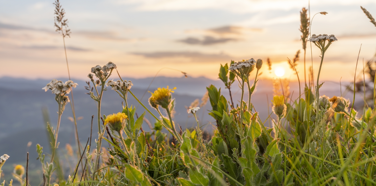 18th International Wild Flower Festival