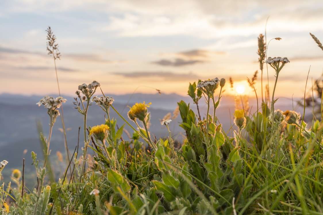18th International Wild Flower Festival