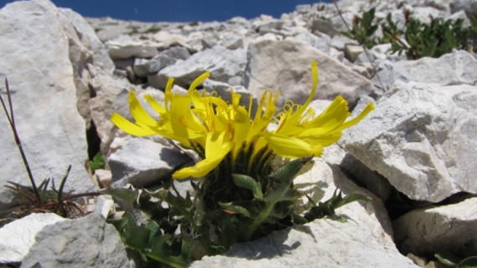 Triglav hawksbeard 