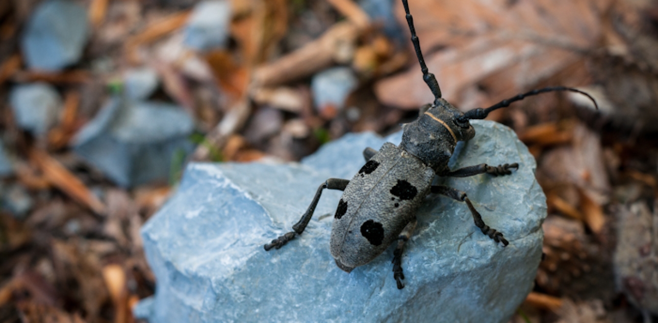 Bukov kozliček (Morimus funereus)