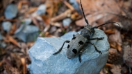 Bukov kozliček (Morimus funereus)