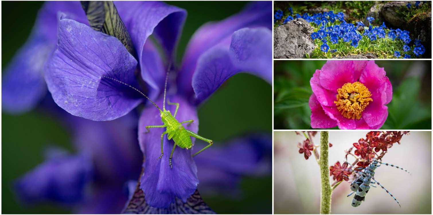 Juliana, a Botanical Jewel in the Heart of the Julian Alps