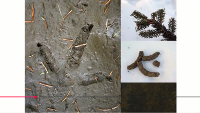 Divji petelin in belka