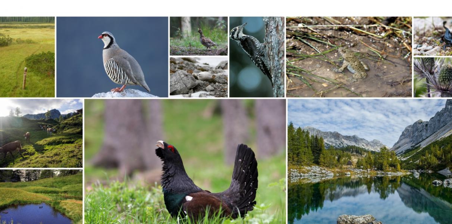 Izboljšanje stanja vrst in habitatnih tipov v Triglavskem narodnem parku