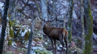 Red deer