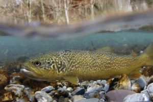 Educational content about the Soča trout