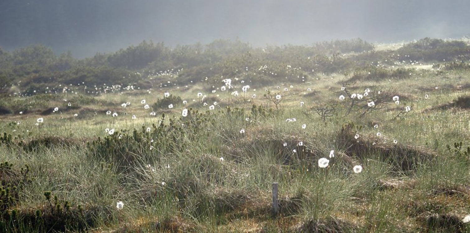 Guided tour of the Goreljek Bog (VrH Julijcev project)