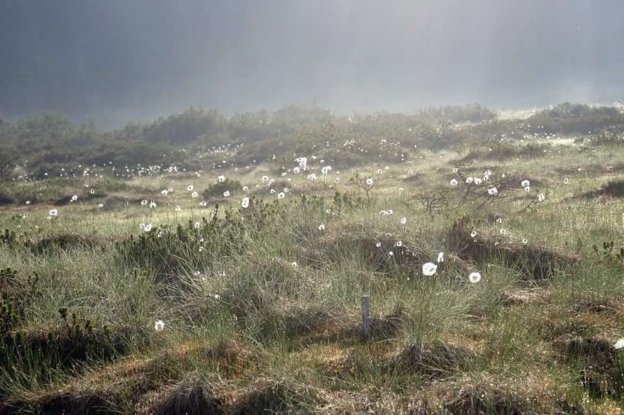 Guided tour of the Goreljek Bog (VrH Julijcev project)