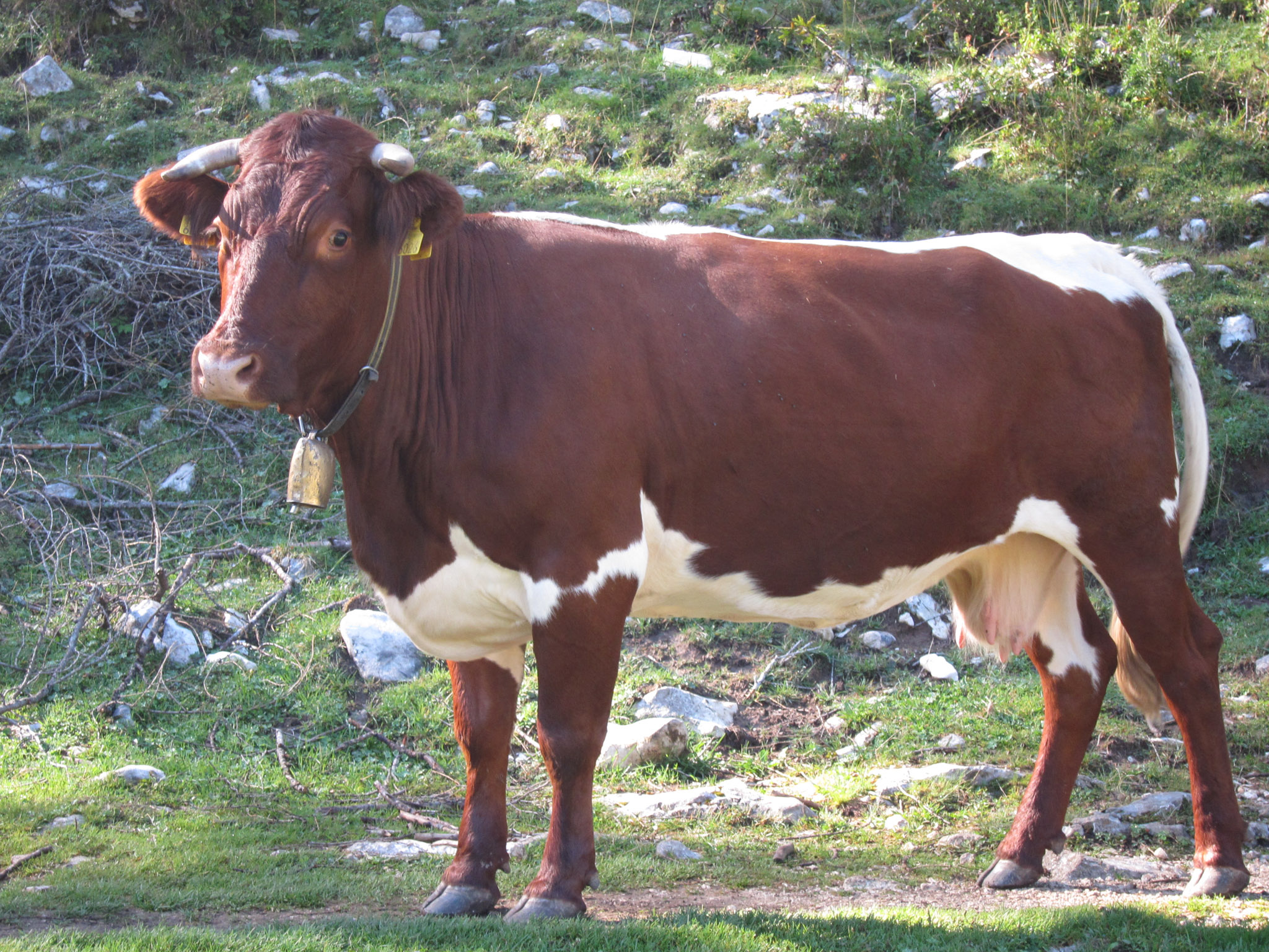 The photo shows a cow standing on a green meadow. It is **brown and white**, with a brown head, body and legs, and white spots on its belly, back and legs. It has **horns** and an **ear tag** on its right ear. It wears a **bell** around its neck. The cow